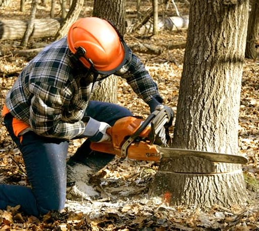 Tree Removal in Bloomington, IL